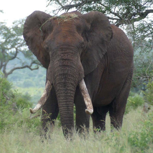 preview animal_elephant_adult