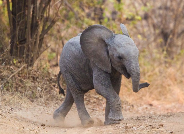 preview animal_elephant_baby