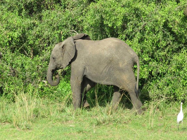 preview animal_elephant_young