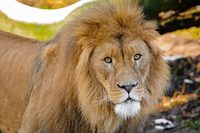 preview animal_lion