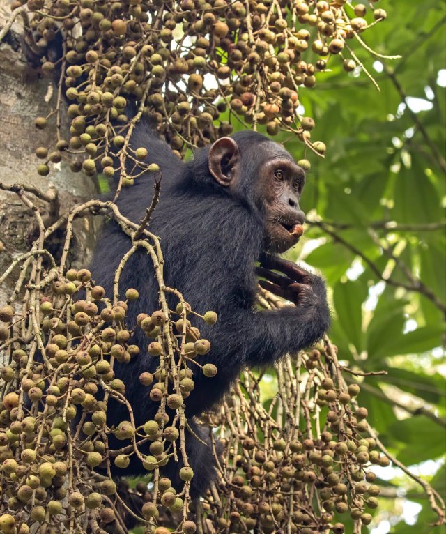 preview animal_chimpanzee