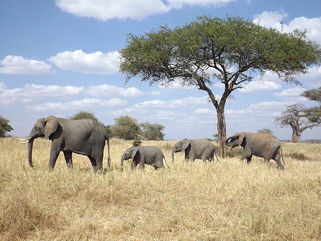 preview animal_elephant
