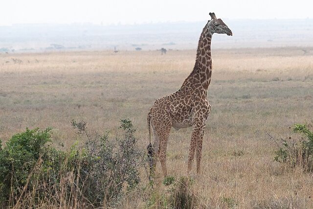 preview animal_giraffe