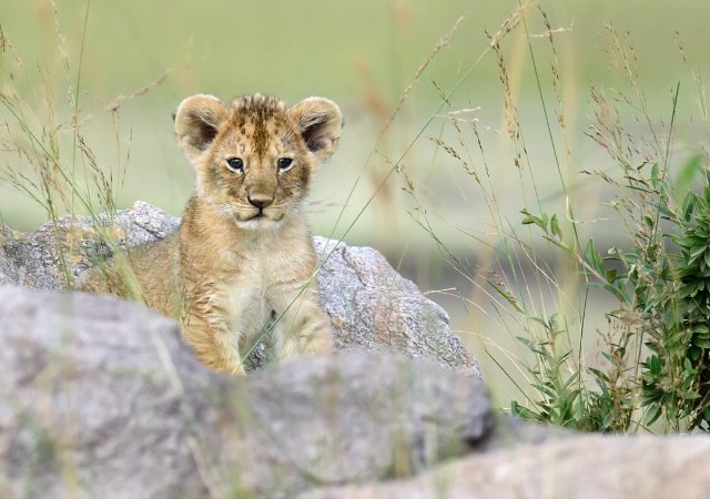 preview animal_lion_cub