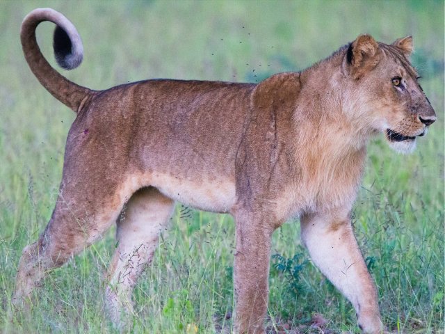 preview animal_lion_young_male