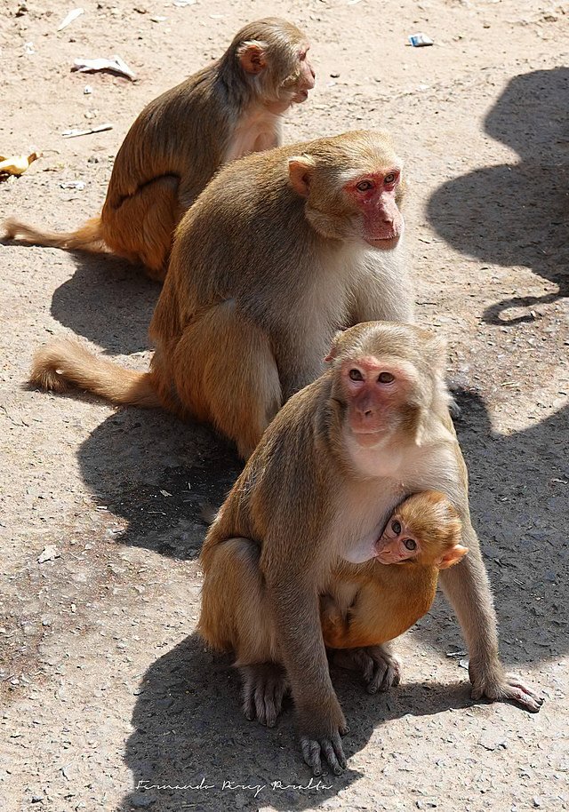 preview animal_monkey