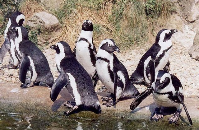 preview animal_penguin