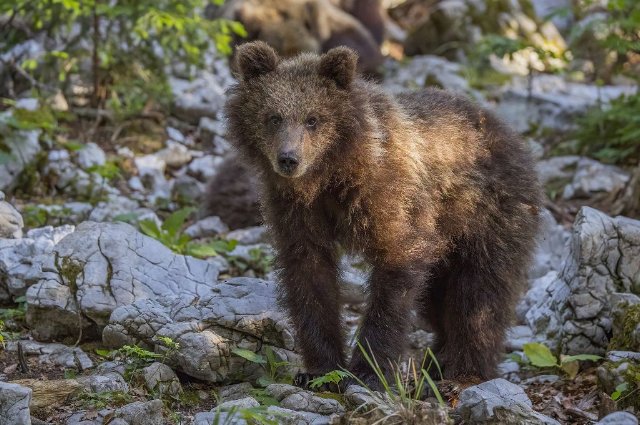 preview cub