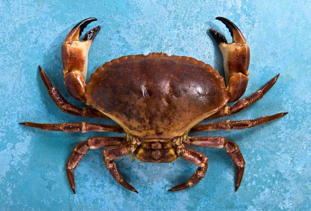 preview food_crab