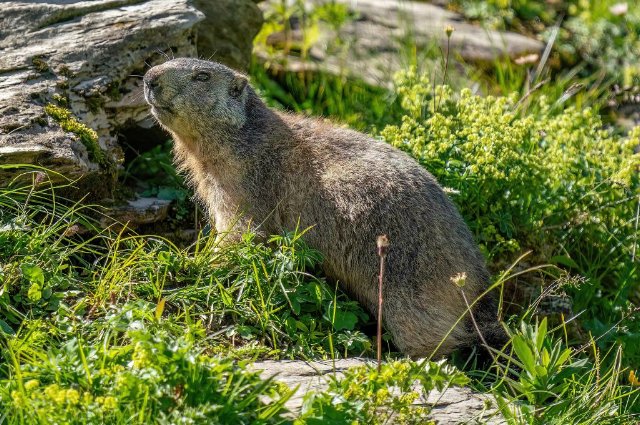 preview marmot