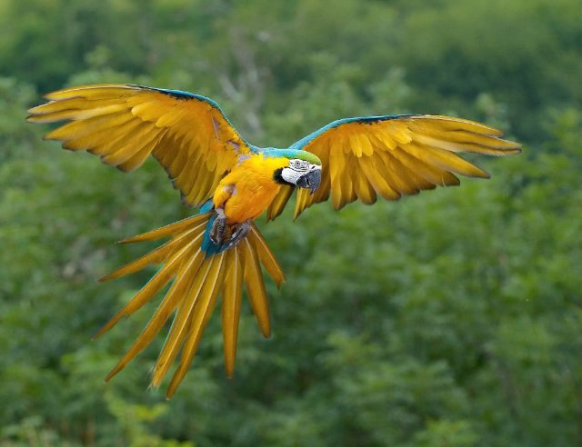 preview parrot