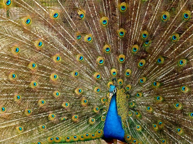 preview peacock