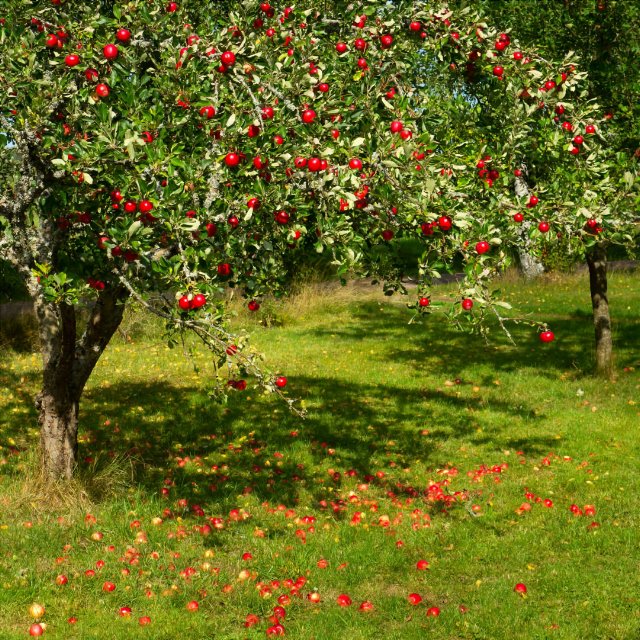 preview plant_apple