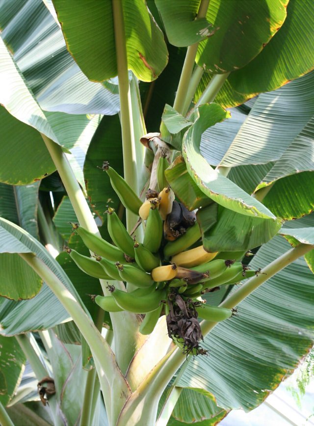 preview plant_banana