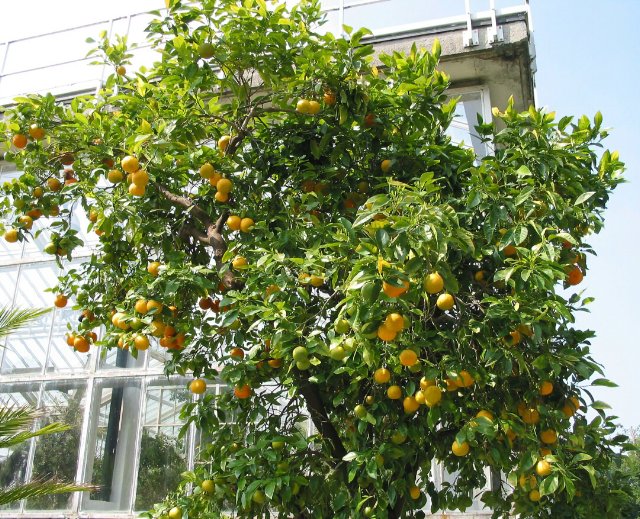 preview plant_orange