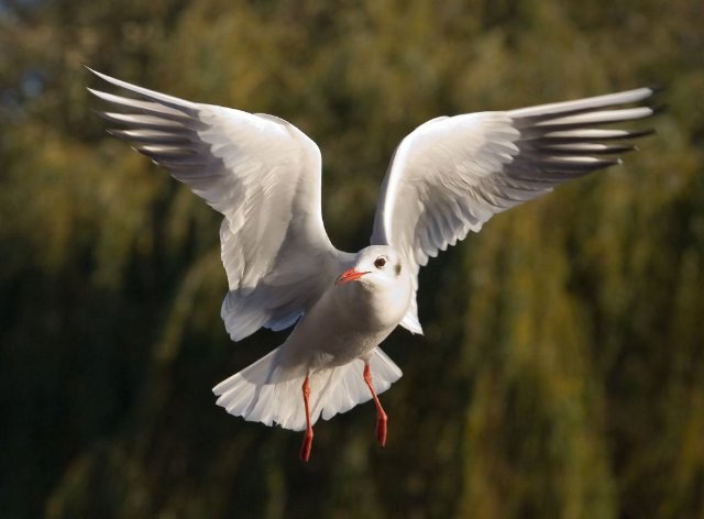 preview seagull
