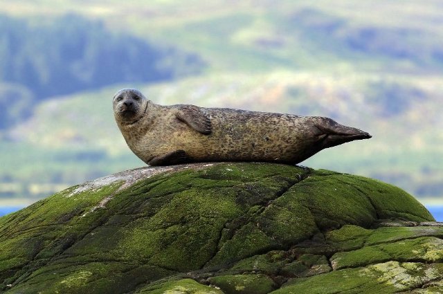 preview seal