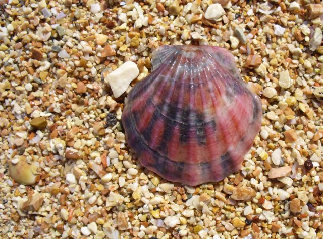 preview seashell