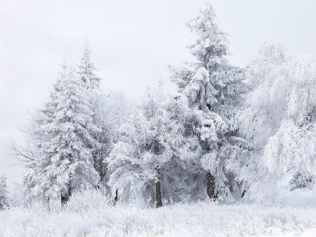 preview snow