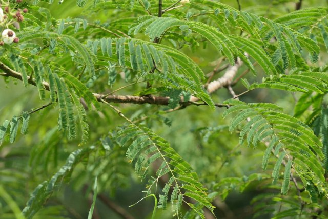 preview tree_wattle